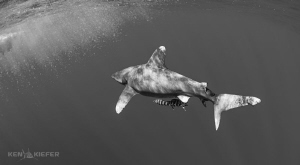 Turbulence

Oceanic Whitetip near the boat, which is cr... by Ken Kiefer 